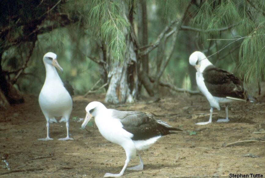 Laysan Albatross